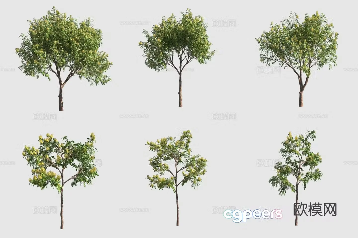 Big fruit red sandalwood Myanmar rosewood street tree landscape tree 3d model