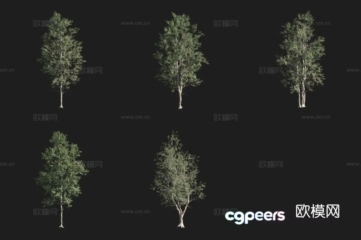 Red Alder North American Tree 3D Model