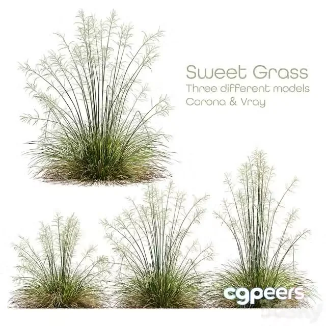 3ds Max Free – HQ Plants Stipa arundinacea Sweet Grass