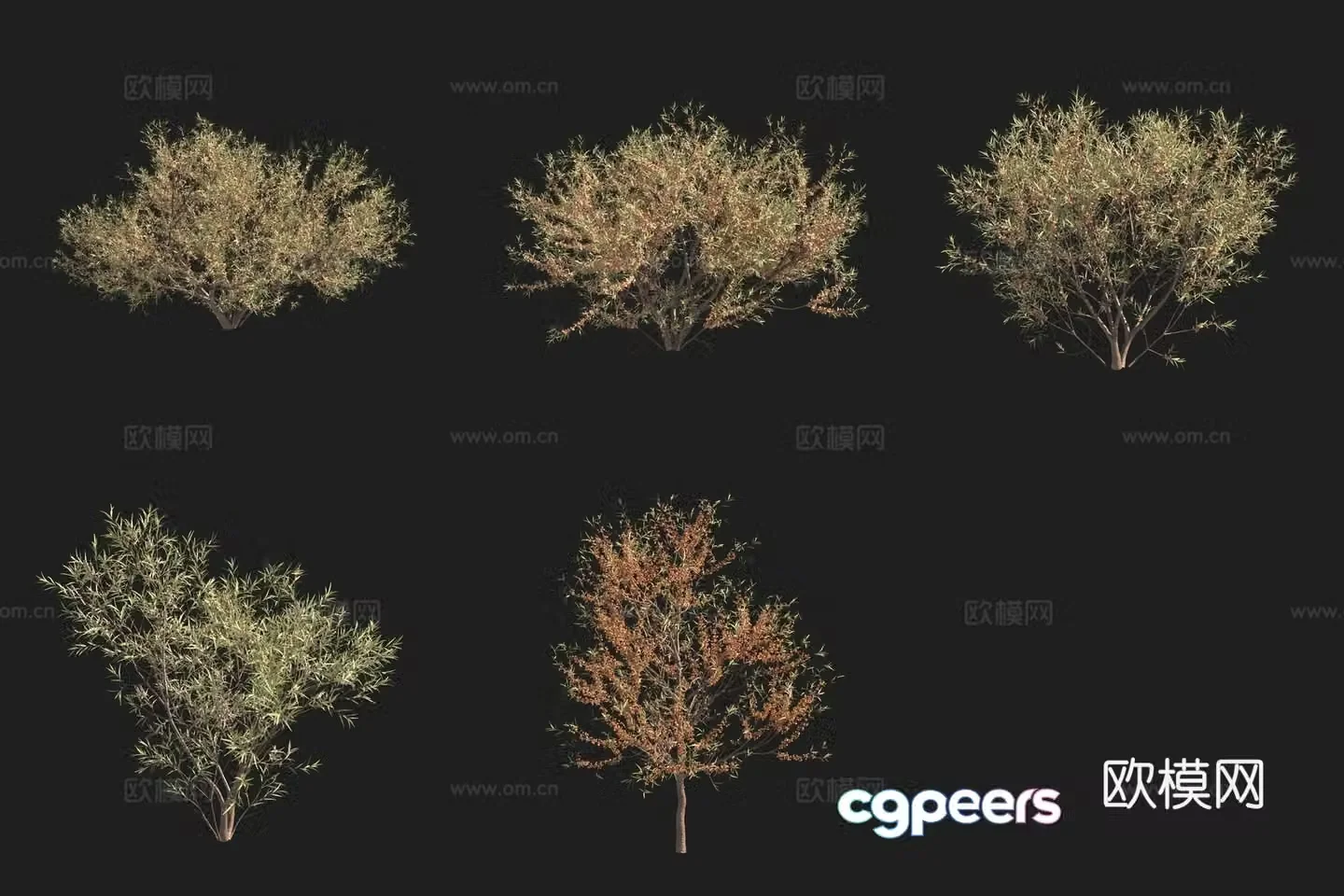 European sea buckthorn shrub Swedish plant 3D model