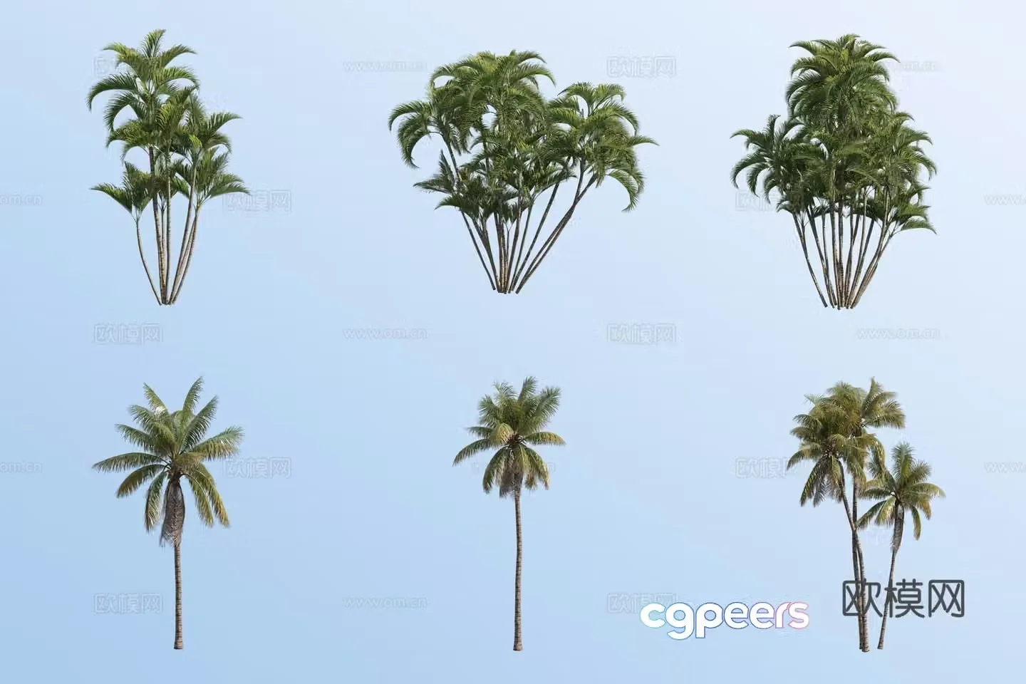 3D model of coconut tree palm tree tropical plant