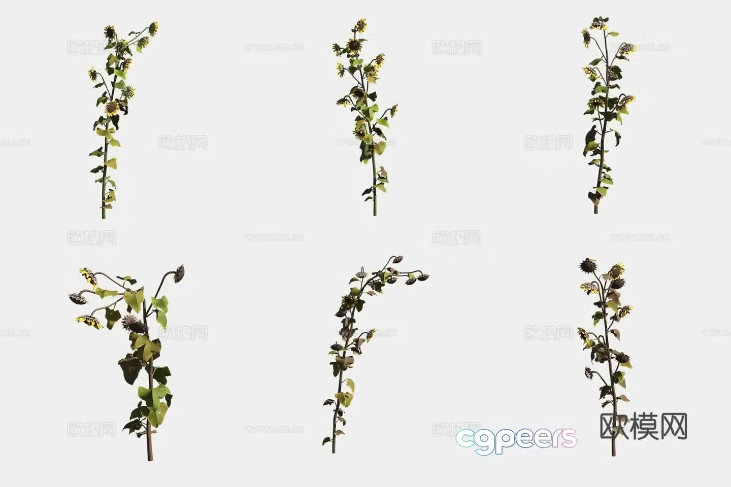 Sunflower 3d model