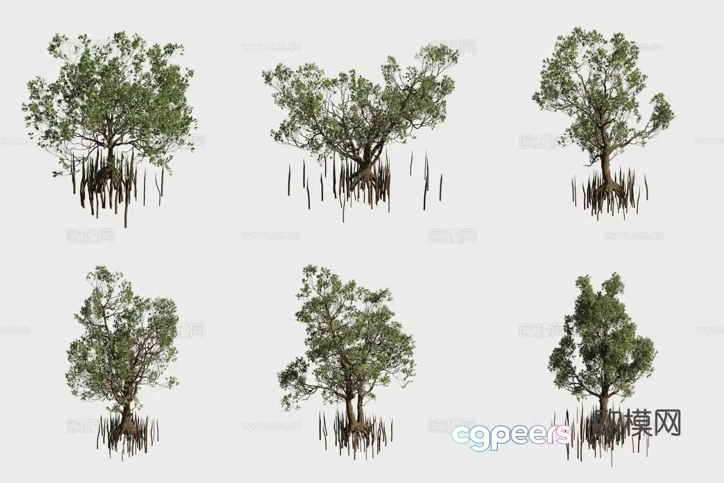 Cup calyxa mangrove plant 3D model
