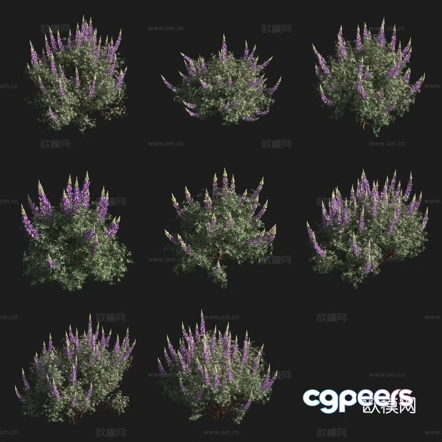 Silver lupin shrub flowers and plants grass plants 3d model