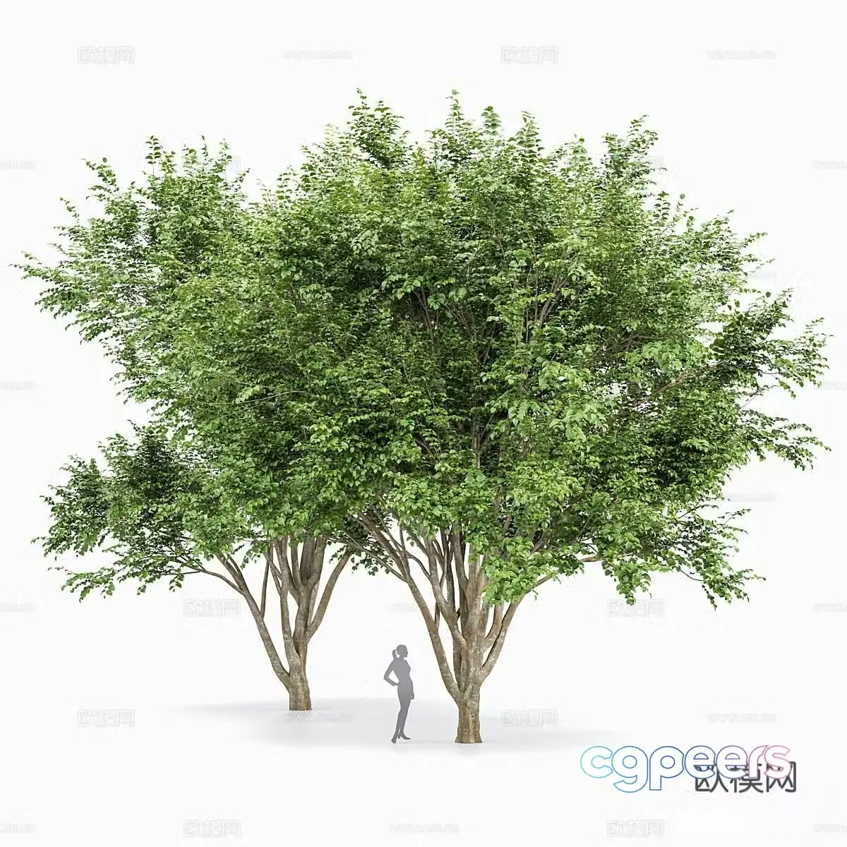 Modern trees Landscape trees Shrubs Trees Big Tree Street Tree 3D Model