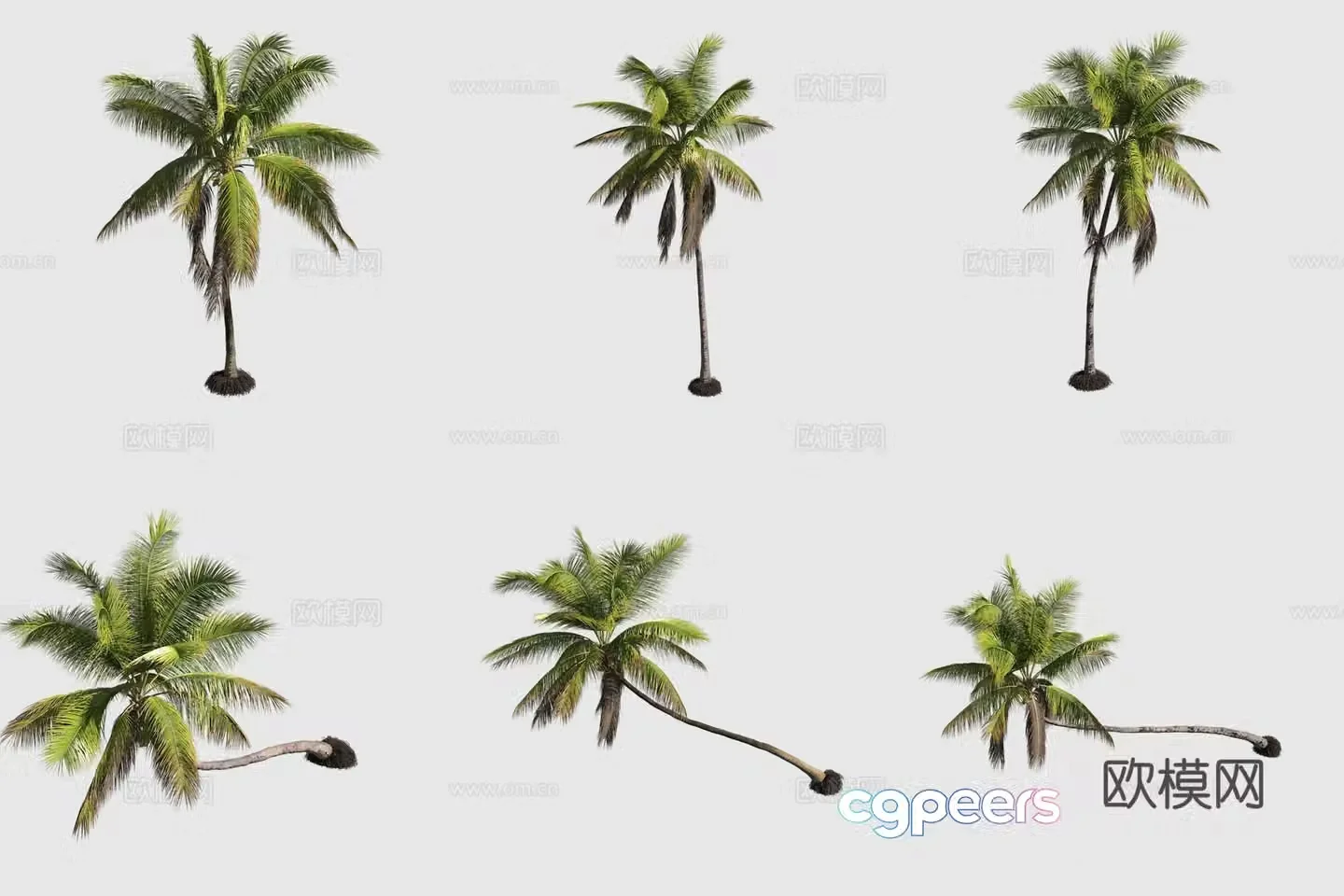 Coconut Tree Hawaiian Plant 3D Model
