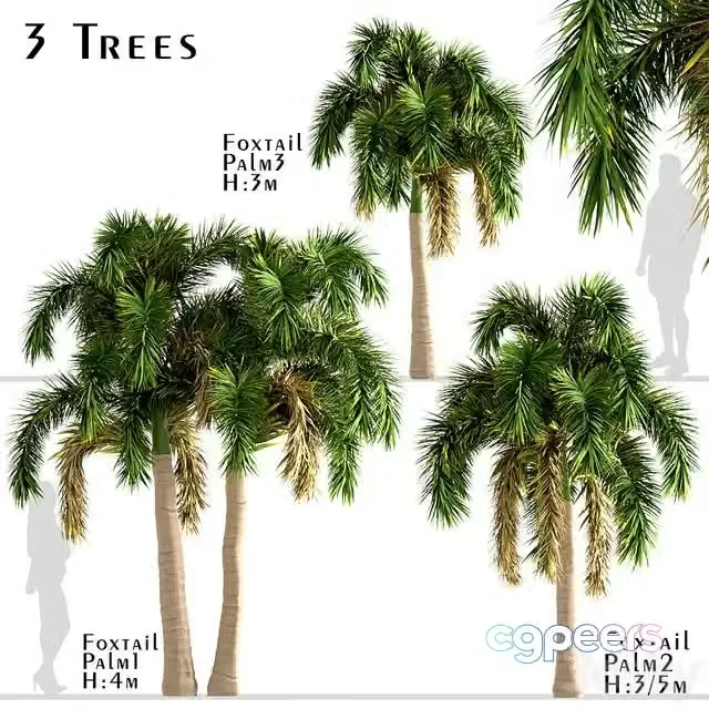 3ds Max Free – Set of Foxtail Palm Trees (Wodyetia Bifurcata) (3 Trees)
