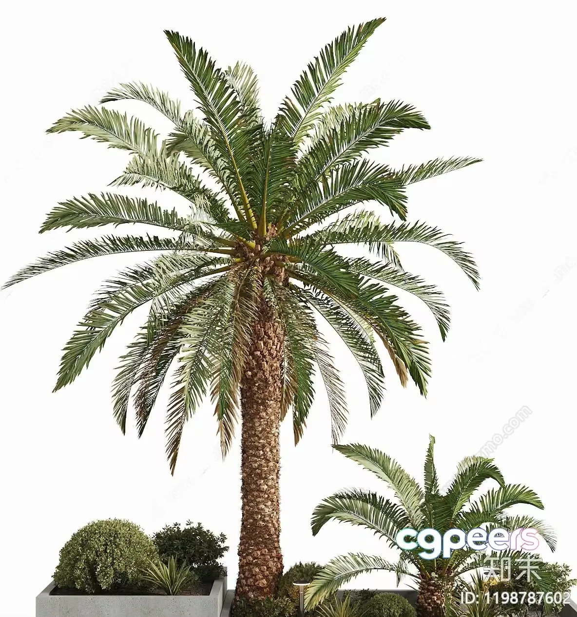 Palm Tree With Potted Plants 3D Model – 13158 – CORONA Render