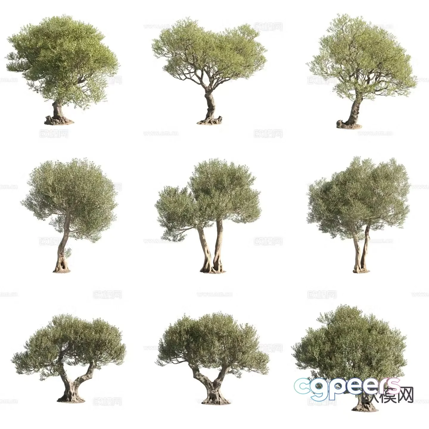 Olive Olive Landscape Tree 3D Model