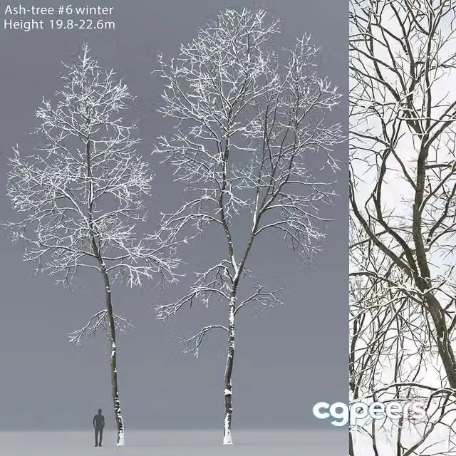 3ds Max Free – Winter Ash Ash-tree winter # 6 (19.8-22.6)