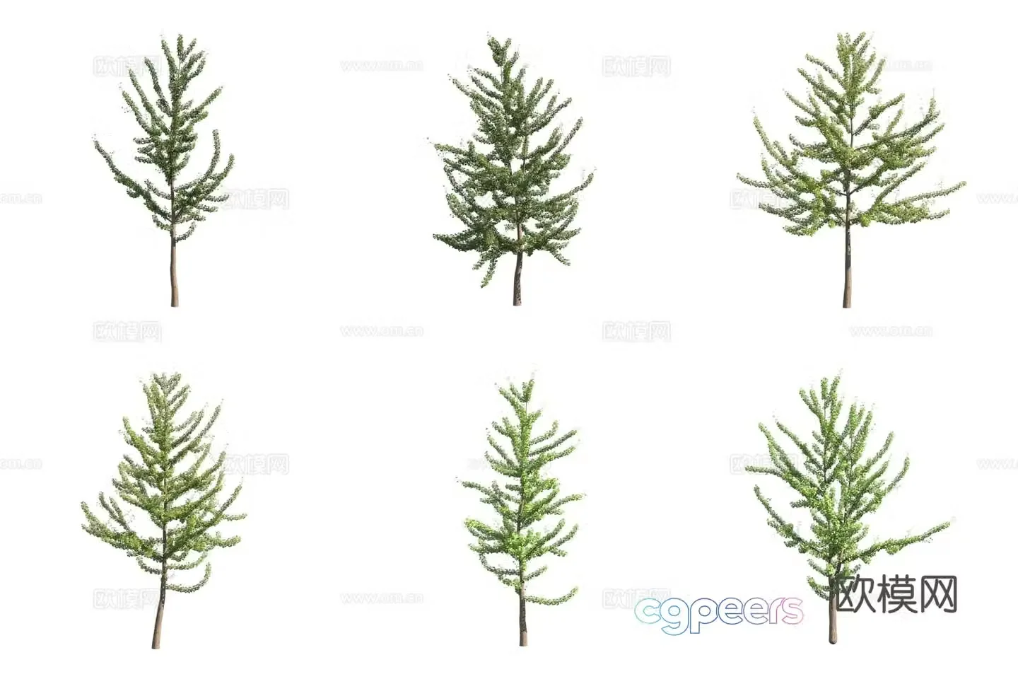 Ginkgo landscape tree 3d model
