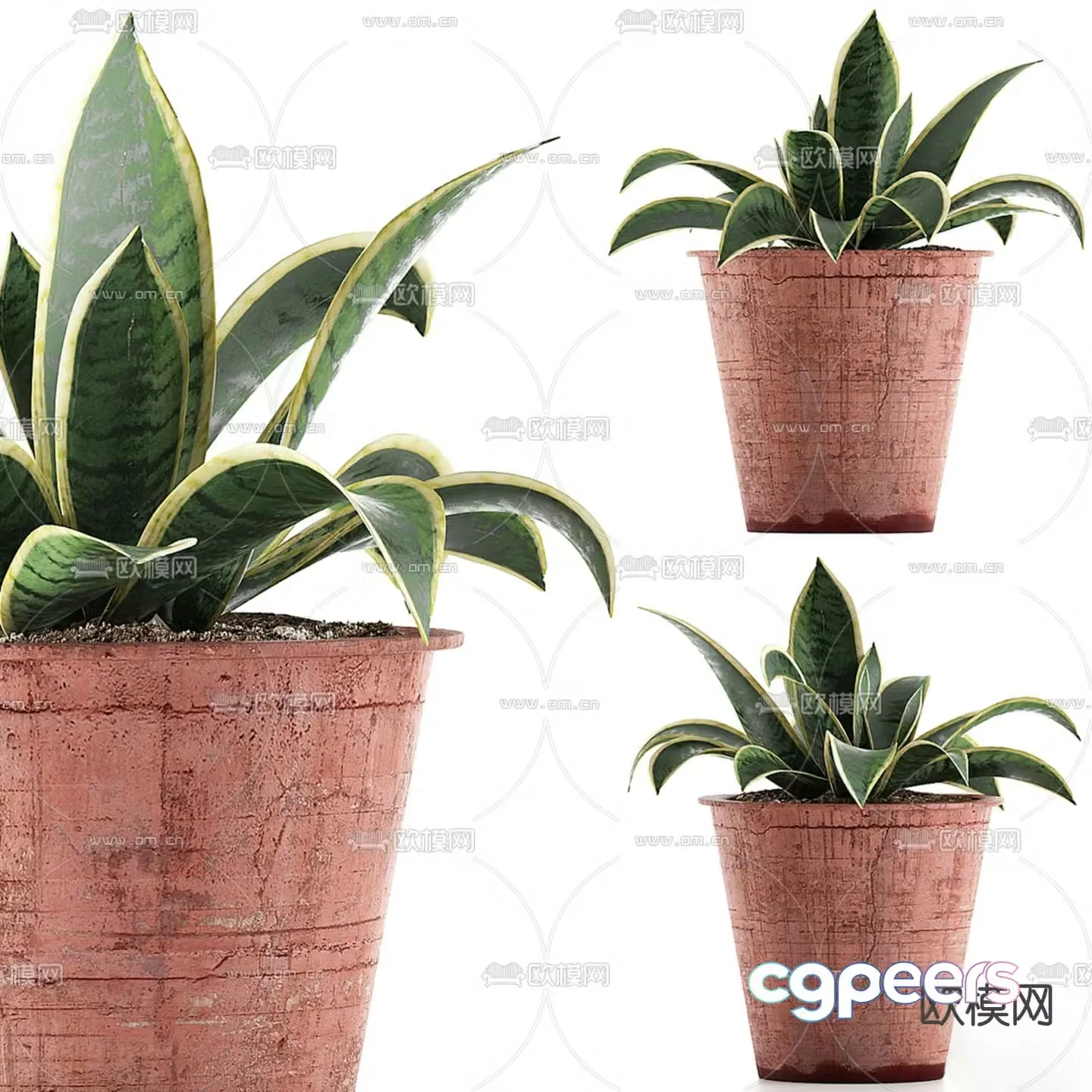 potted plant bonsai tiger orchid 3d model