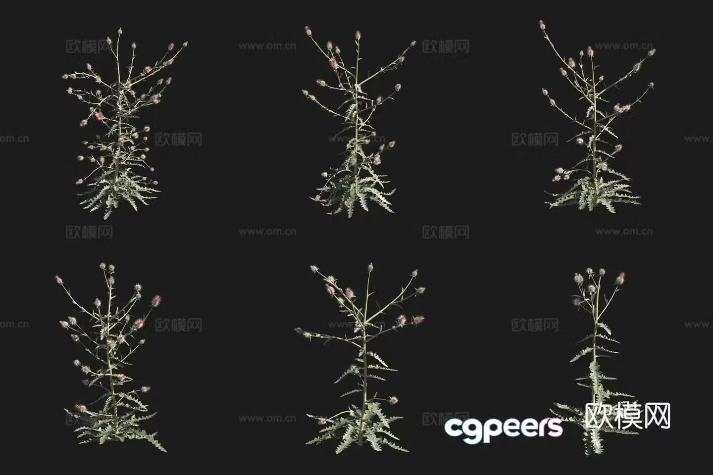 Western thistle flower grass grass plant 3d model