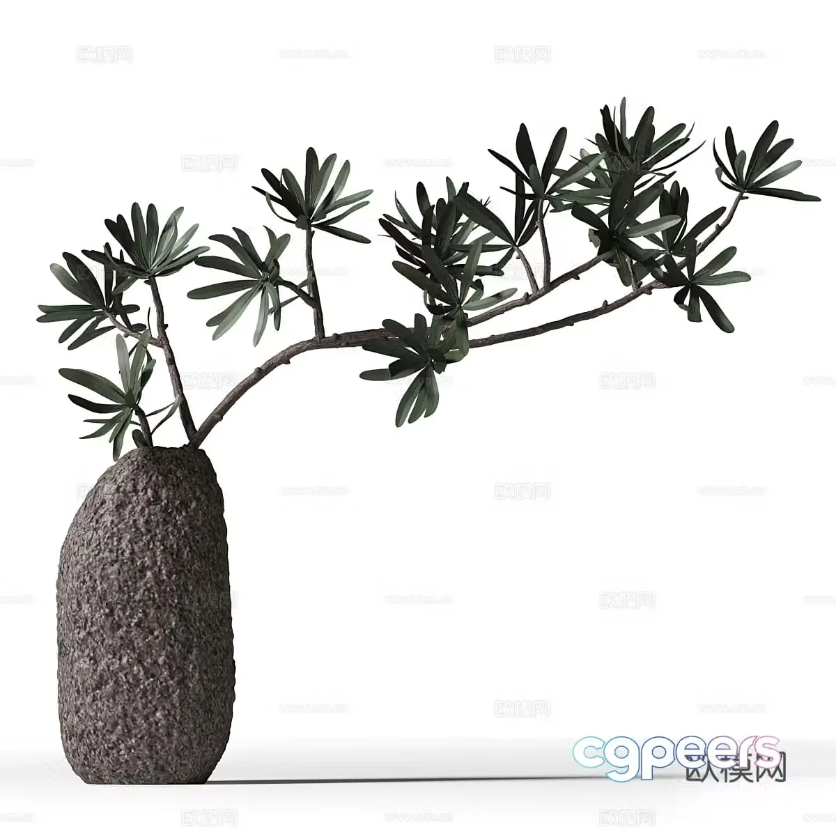 New Chinese Populus Bonsai 3D Model