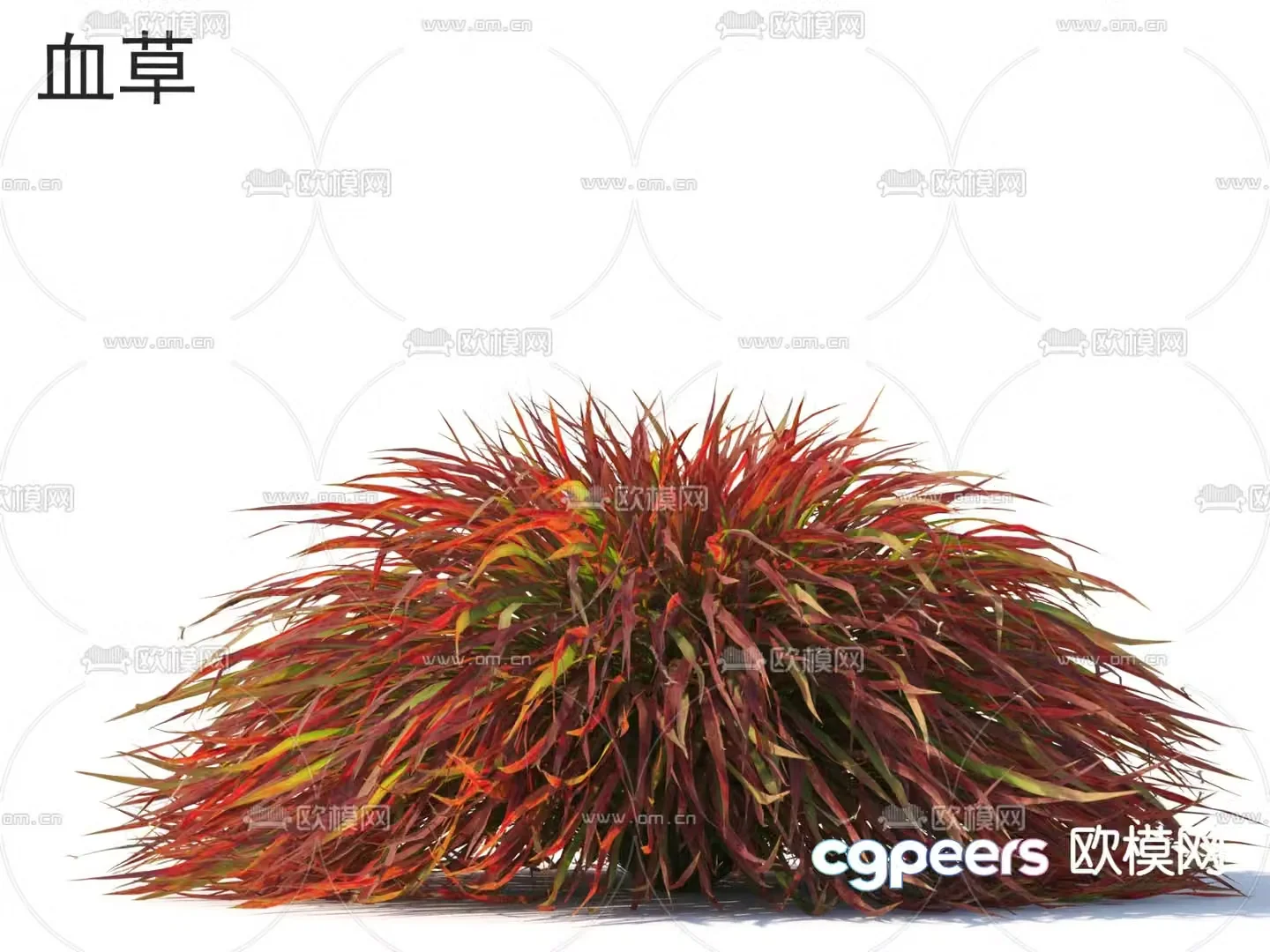 Shrub Blood thatch 3d model