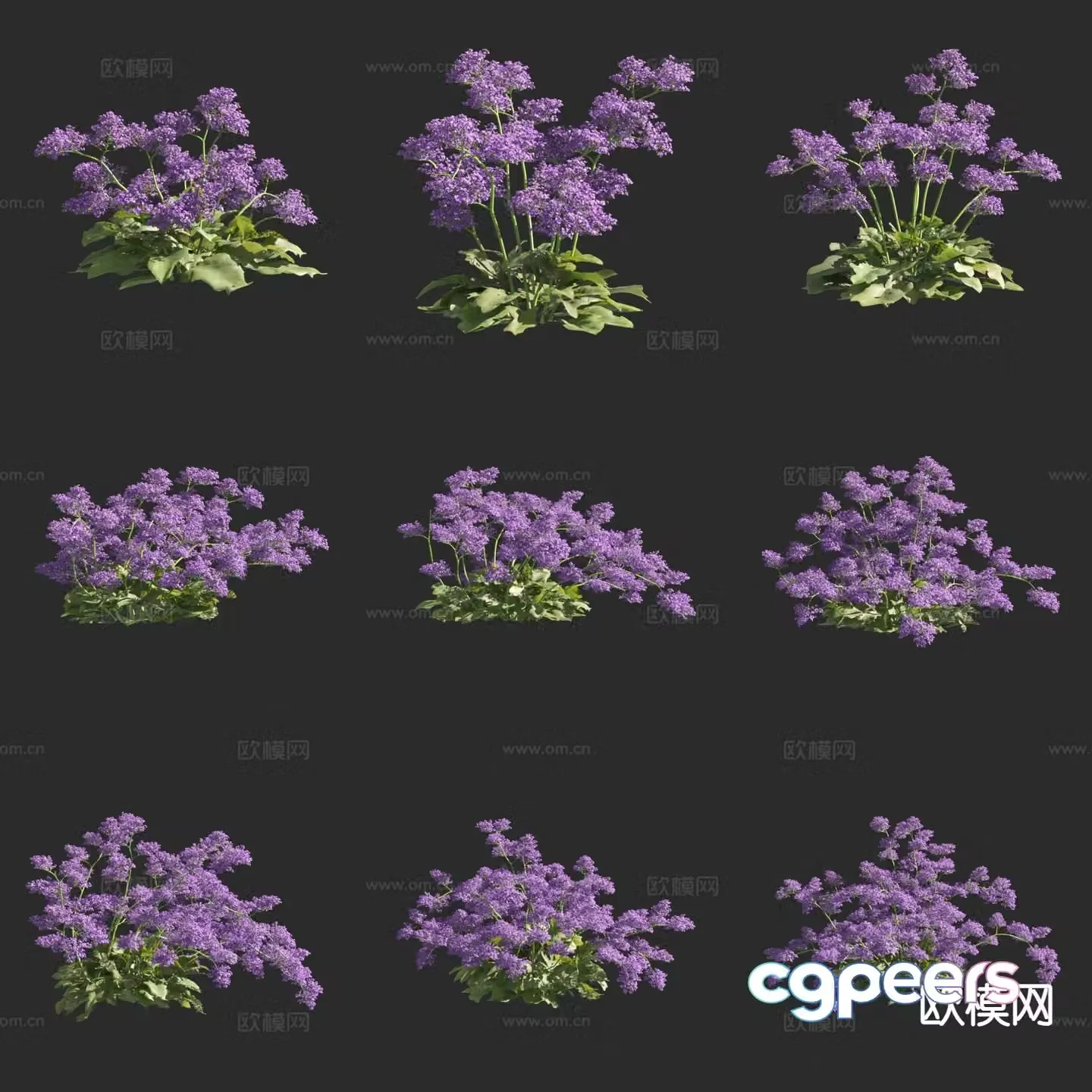 Canaria Blood-Replenishing Grass Flowers and Grass 3D Model
