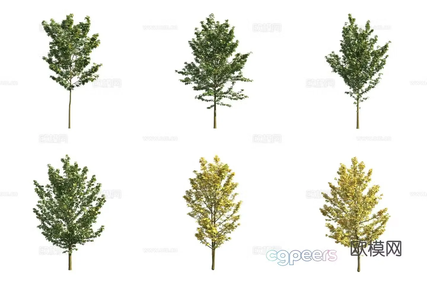 Eurasian maple tree landscape tree 3d model