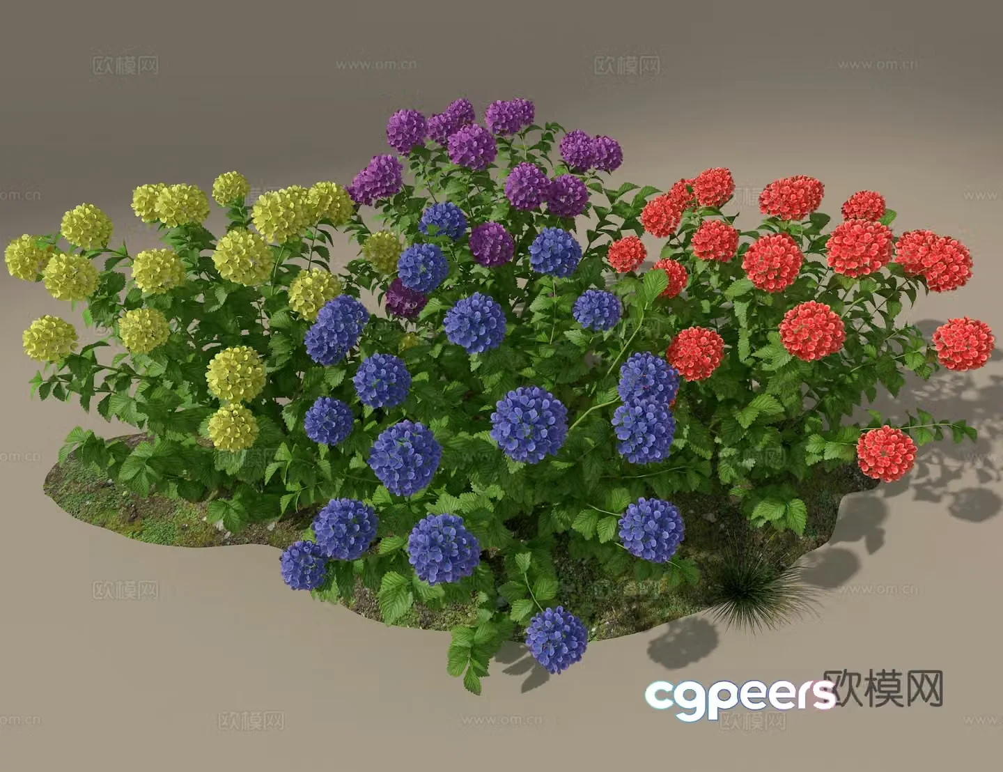 Hydrangea 3d model