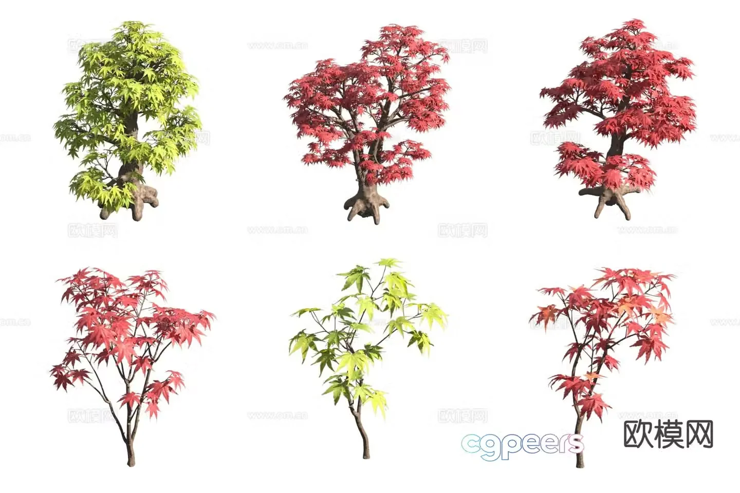 Acer flower tree landscape tree 3d model
