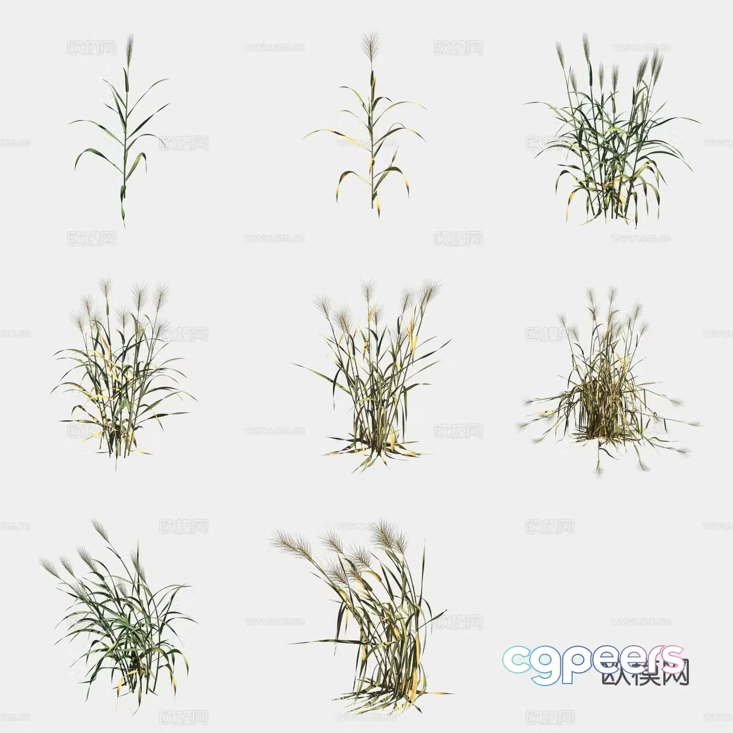 Wheat crop crop 3d model