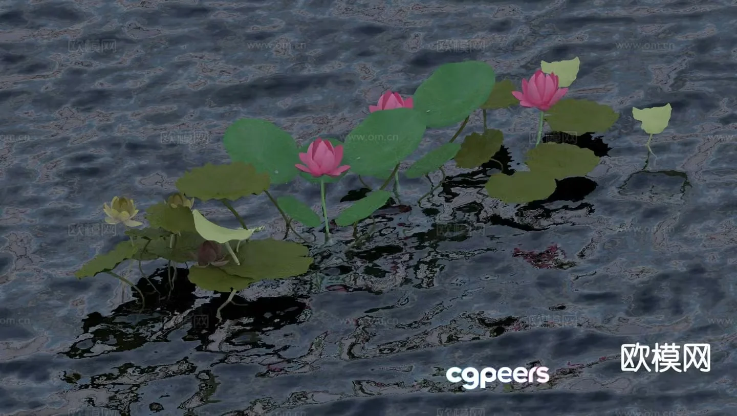 Lotus Flowers 3d Model