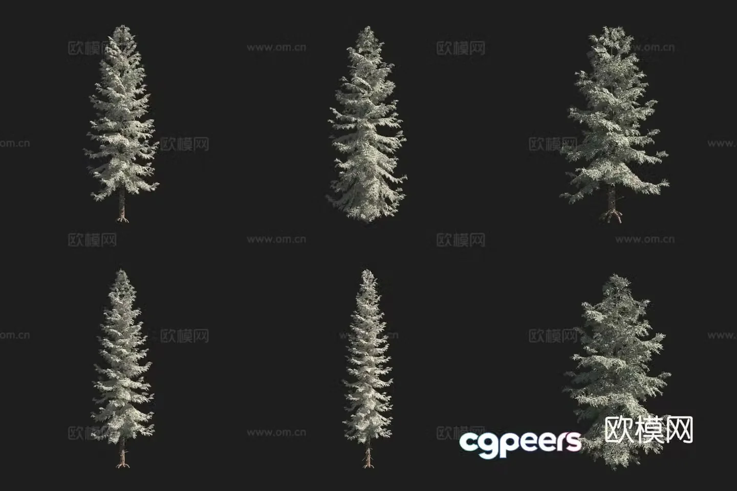 Engelman spruce North American tree 3d model