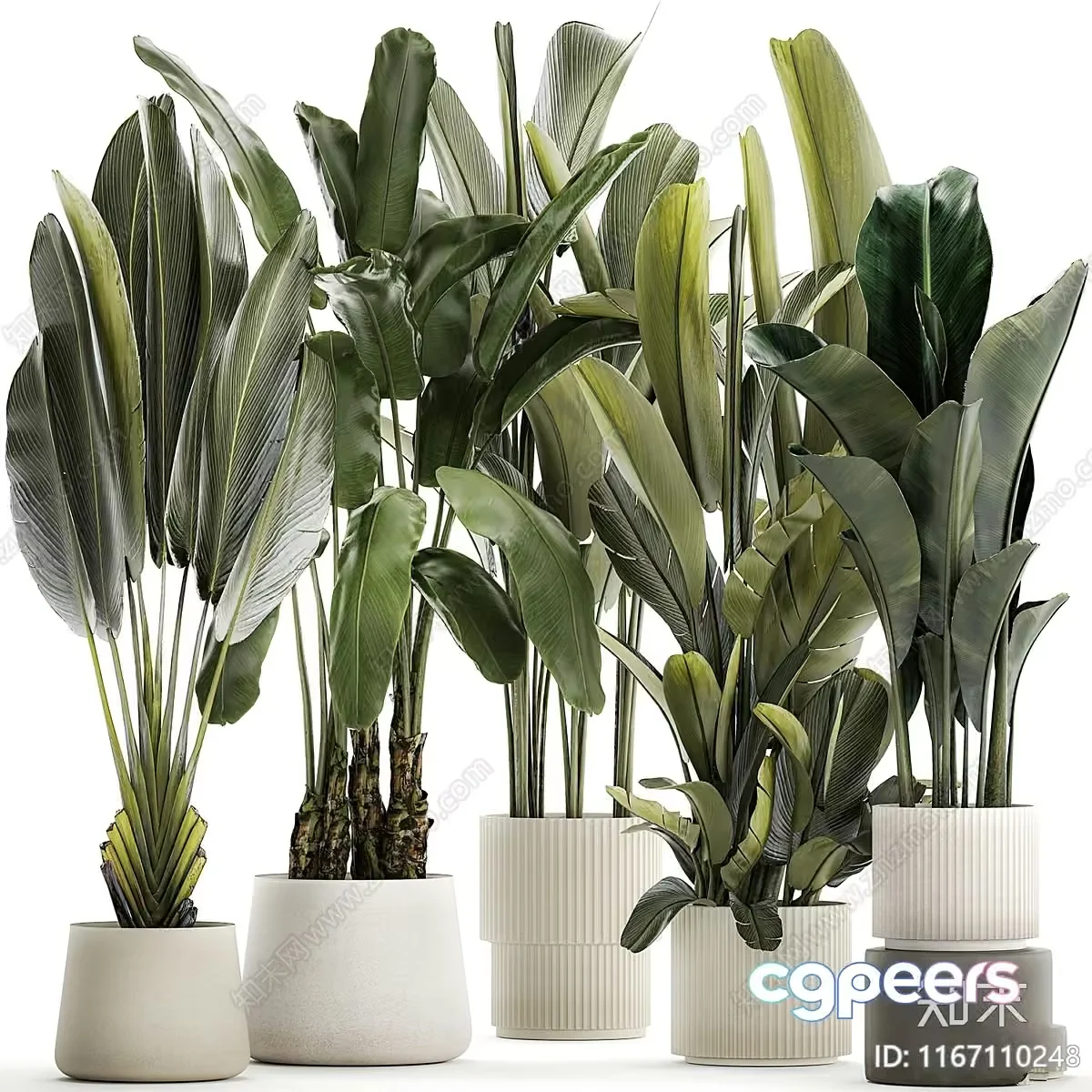 Tropical Plants In Pots 3D Model – 21730 – VRAY Render