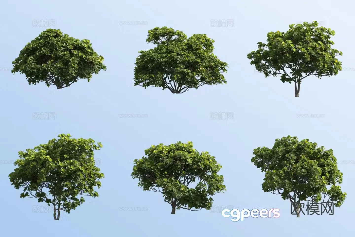 Fiddle leaf banyan tree landscape tree 3d model