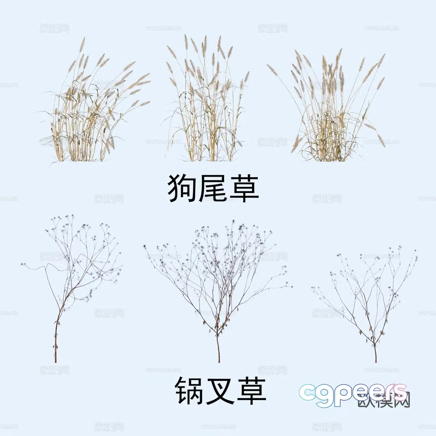 Plants flowers green foxtail green foxtail 3d model