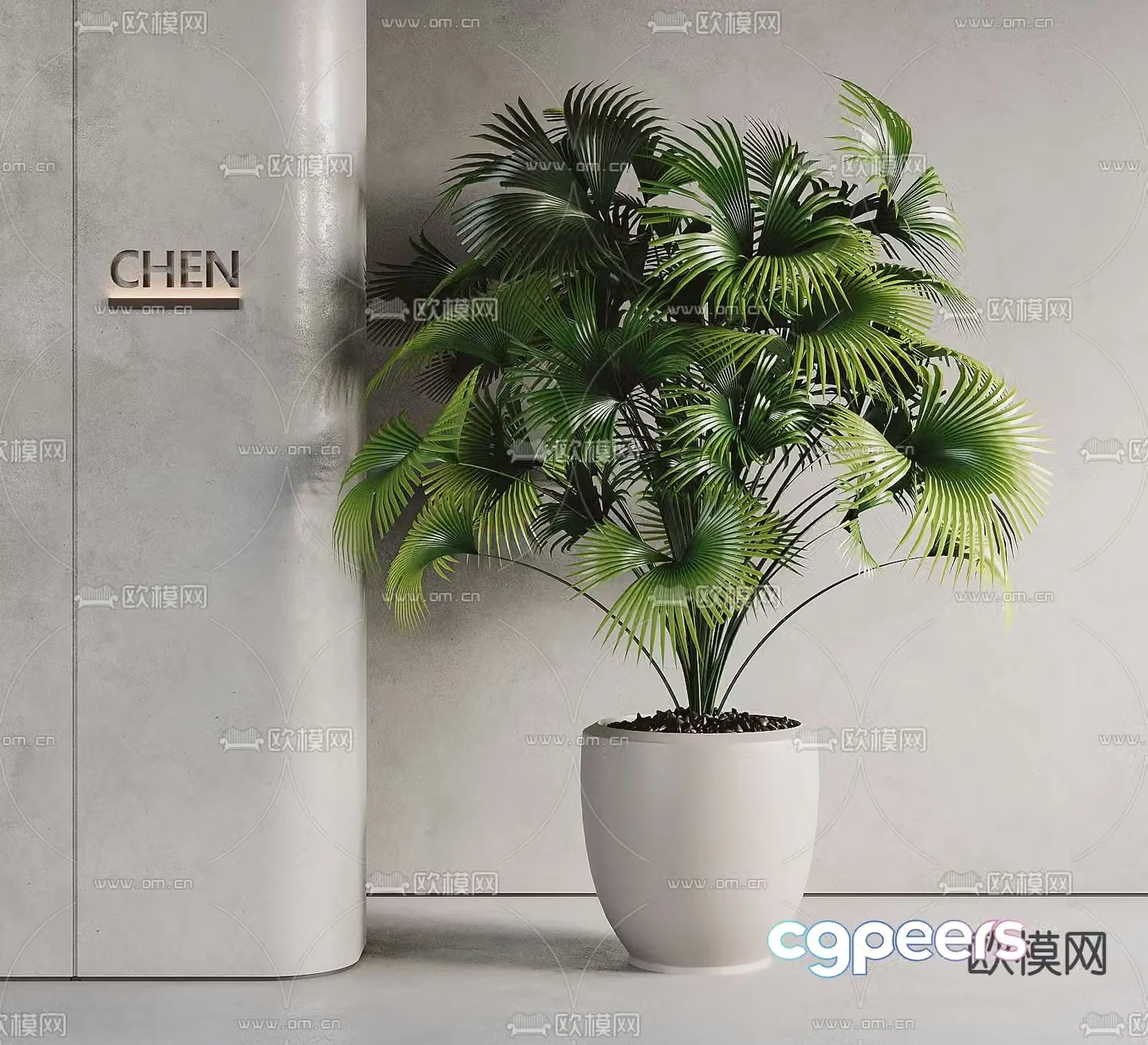 potted plant bonsai palmetto 3d model