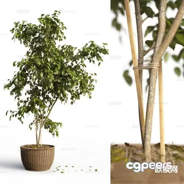 Plant potted plant 3d model of hanging leaves