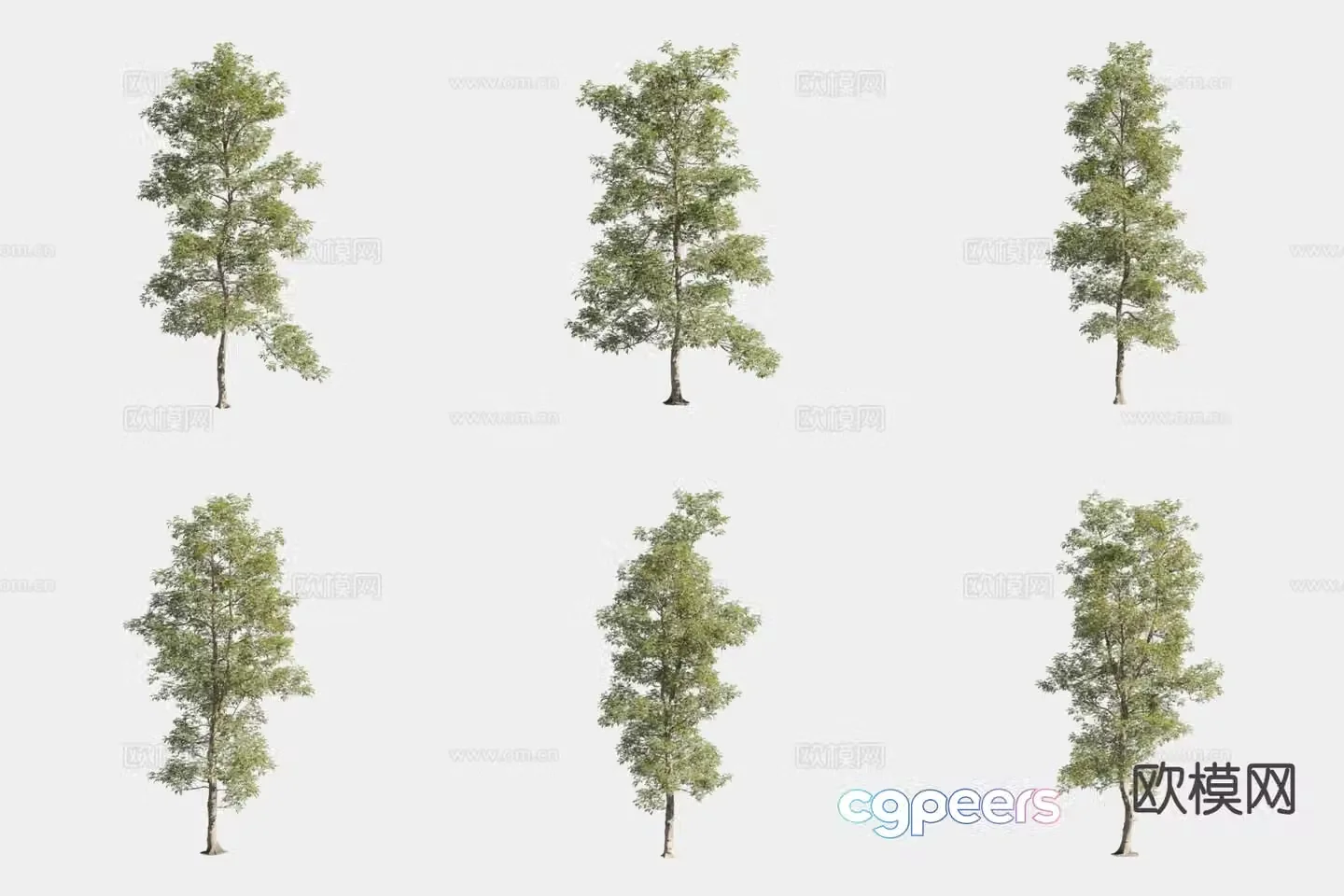 Hickory Tree Landscape Trees 3d Model