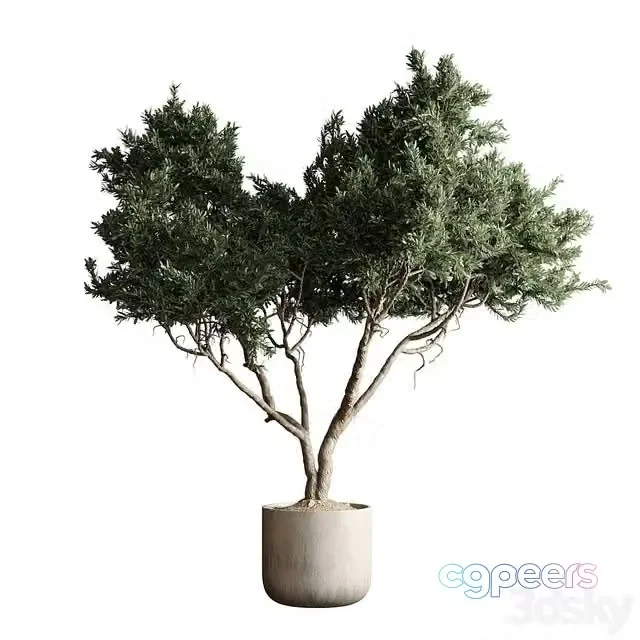 3ds Max Free – Indoor plant 04 – Tree in a pot