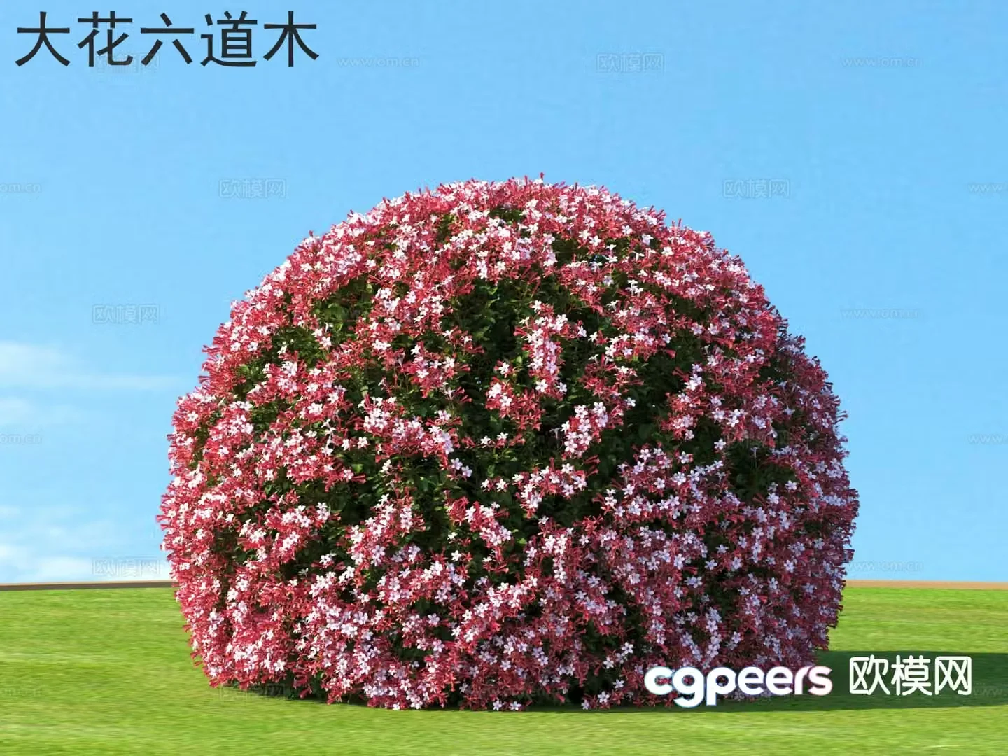 Dwarf shrub big flower six paths 3D model