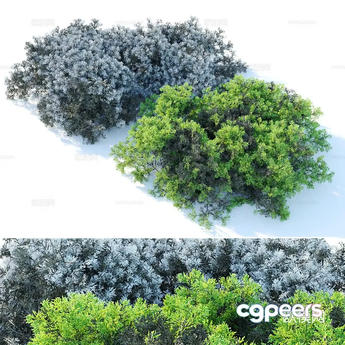 Two green plants 3D model