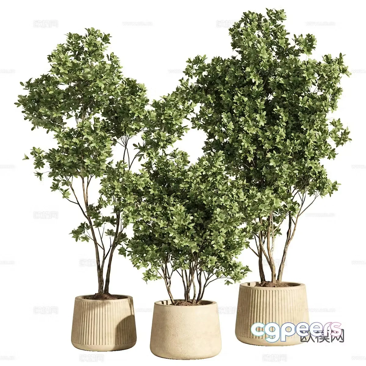 Modern potted bonsai 3d model
