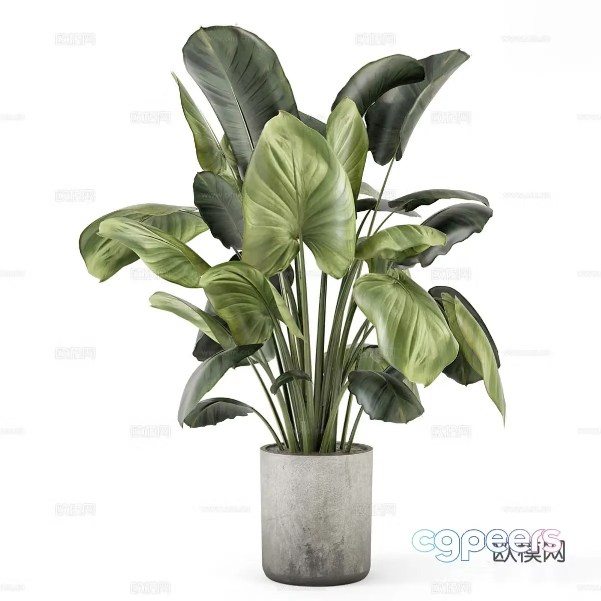 Green plant potted banana leaves 3D model