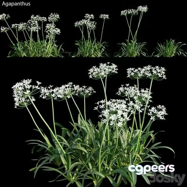 3ds Max Free – Agapanthus 02