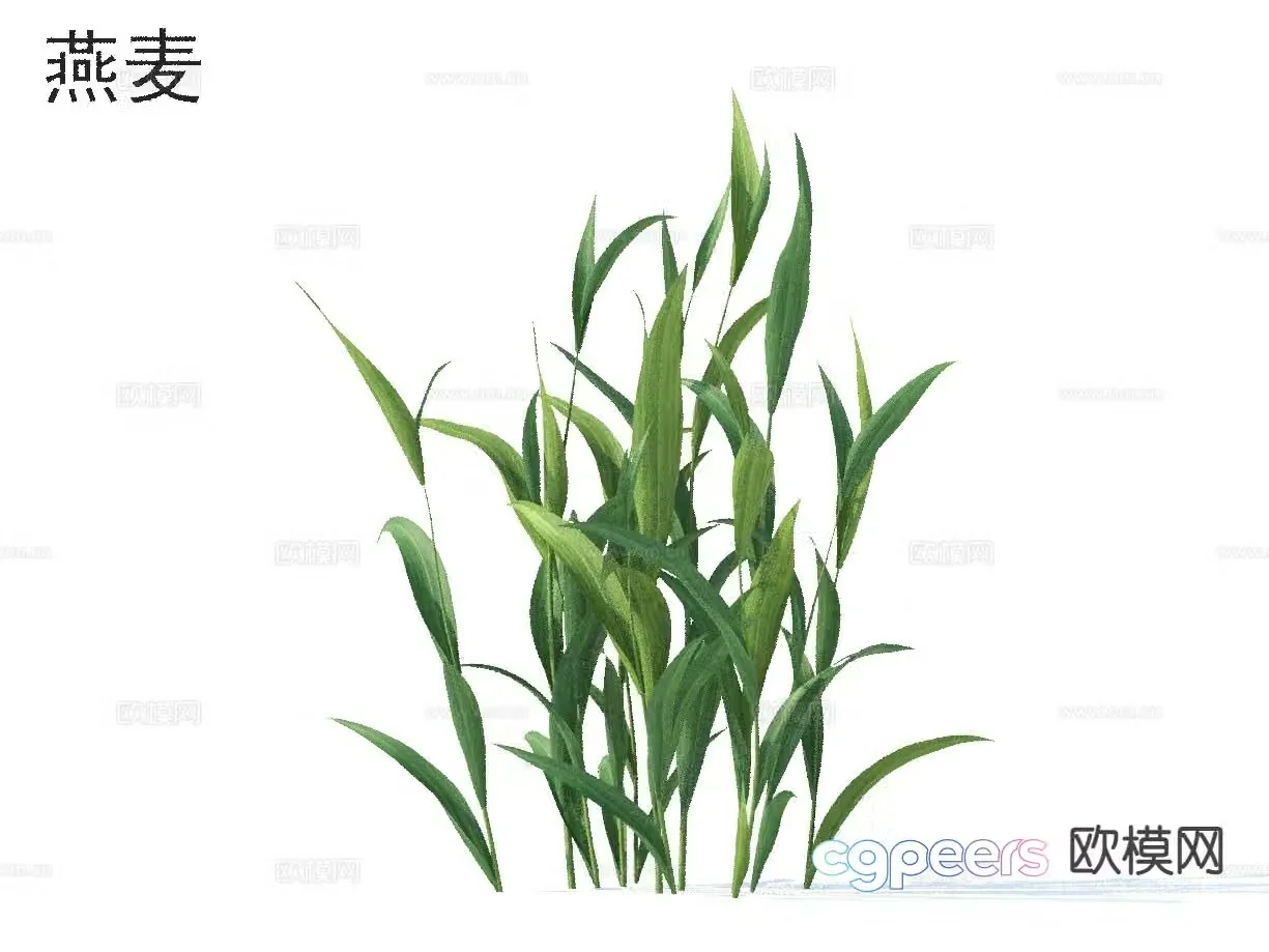 Modern Plant Oat 3D Model