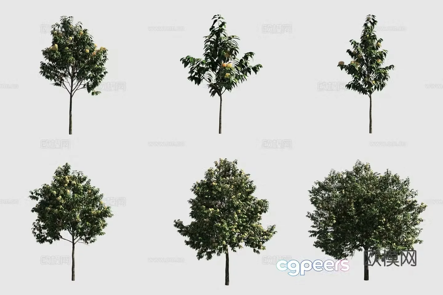 Worry-free flower Thailand Worry-free flower street tree 3d model