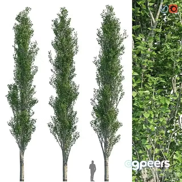 3ds Max Free – Poplar Pyramidal 15m Summer