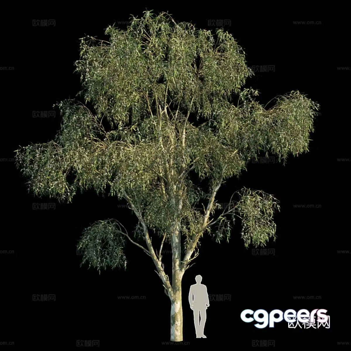 Blue Eucalyptus 3d model