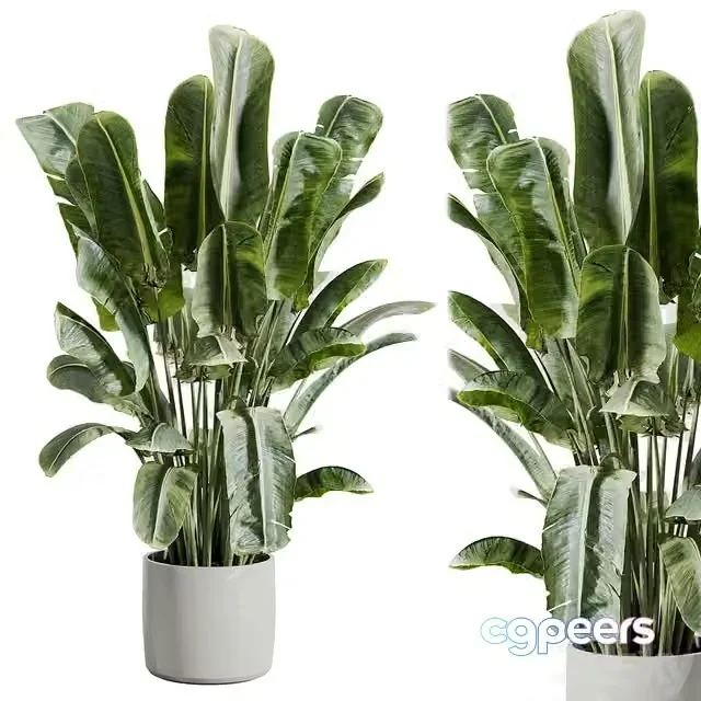 3ds Max Free – indoor plant 512
