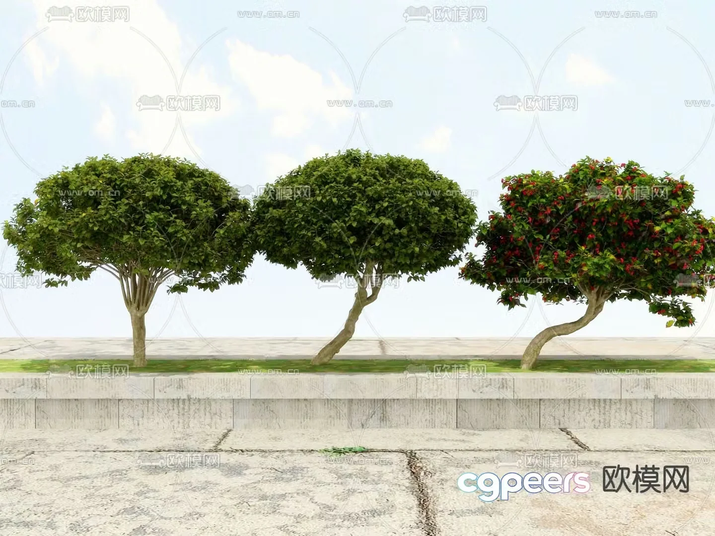 Evergreen shrub 3d model