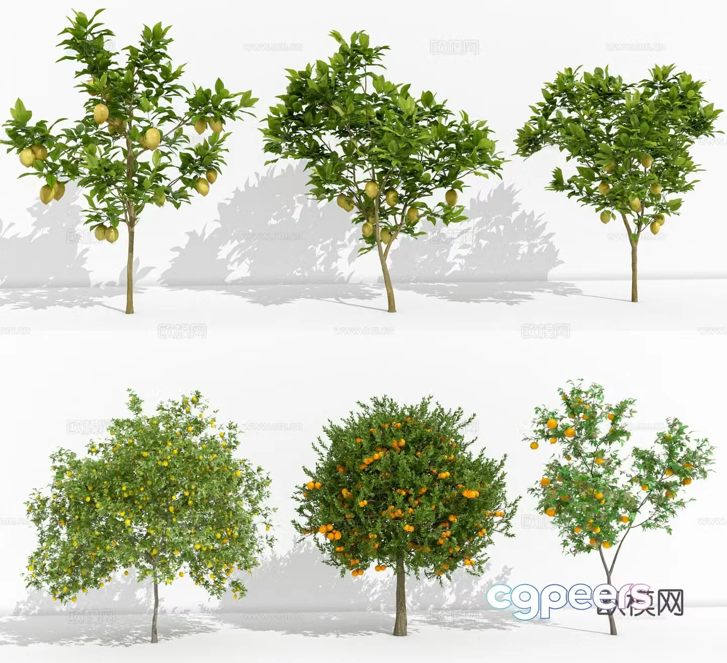 Orange tree lemon tree landscape tree orange tree indoor green plant 3d model