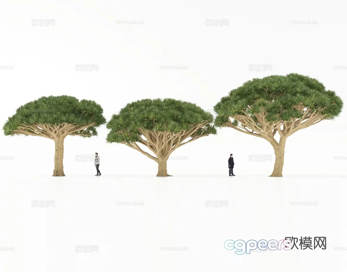 Modern Dragon Blood Tree Tree Big Tree Ancient Tree Tropical Plant 3D Model