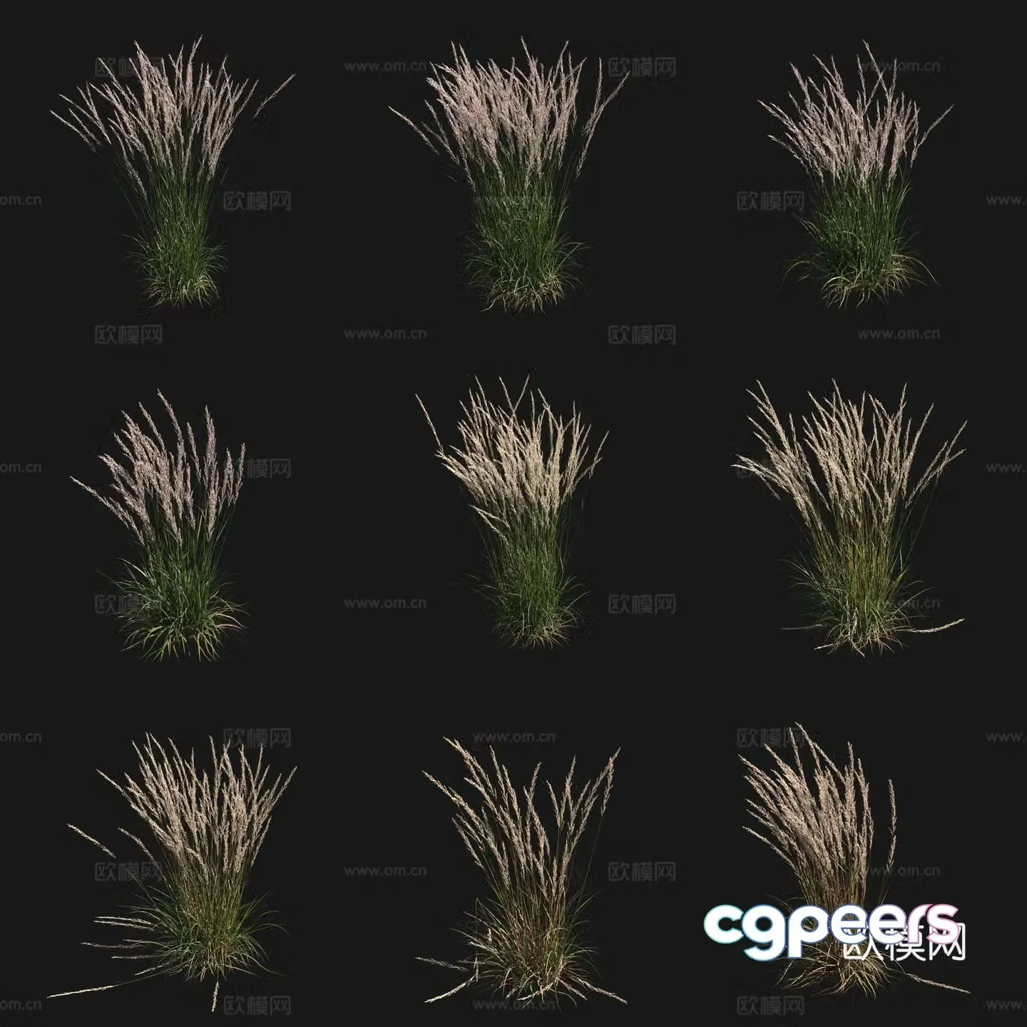3D model of whiskers