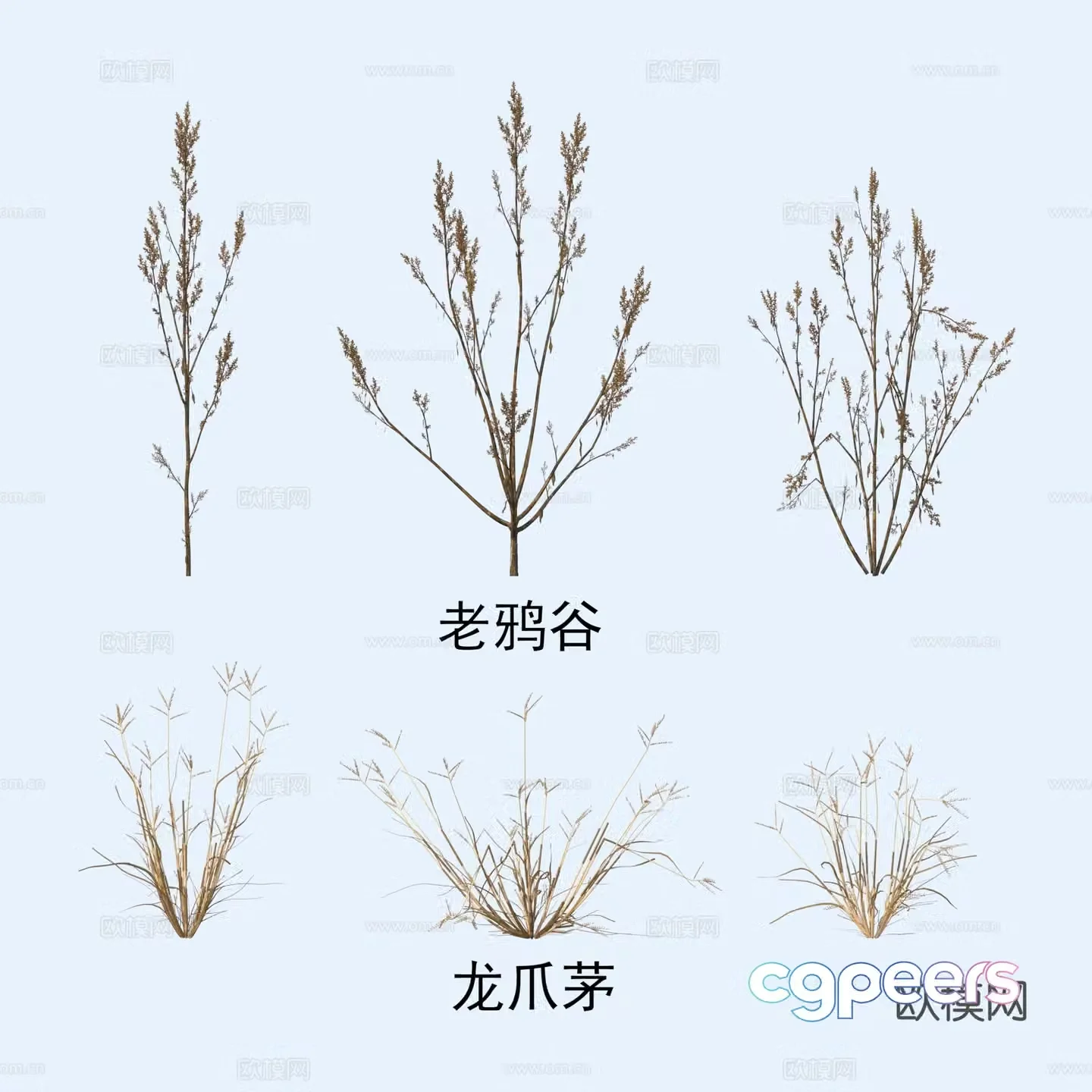 Plants Flowers Old Crow Valley Dragon’s Claw 3D Model