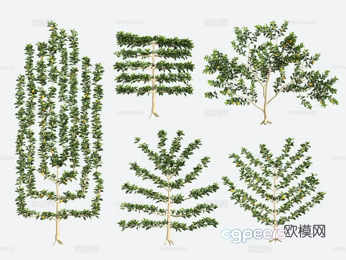 Ornamental Plant Modeling Tree Gardening Shrub 3D Model