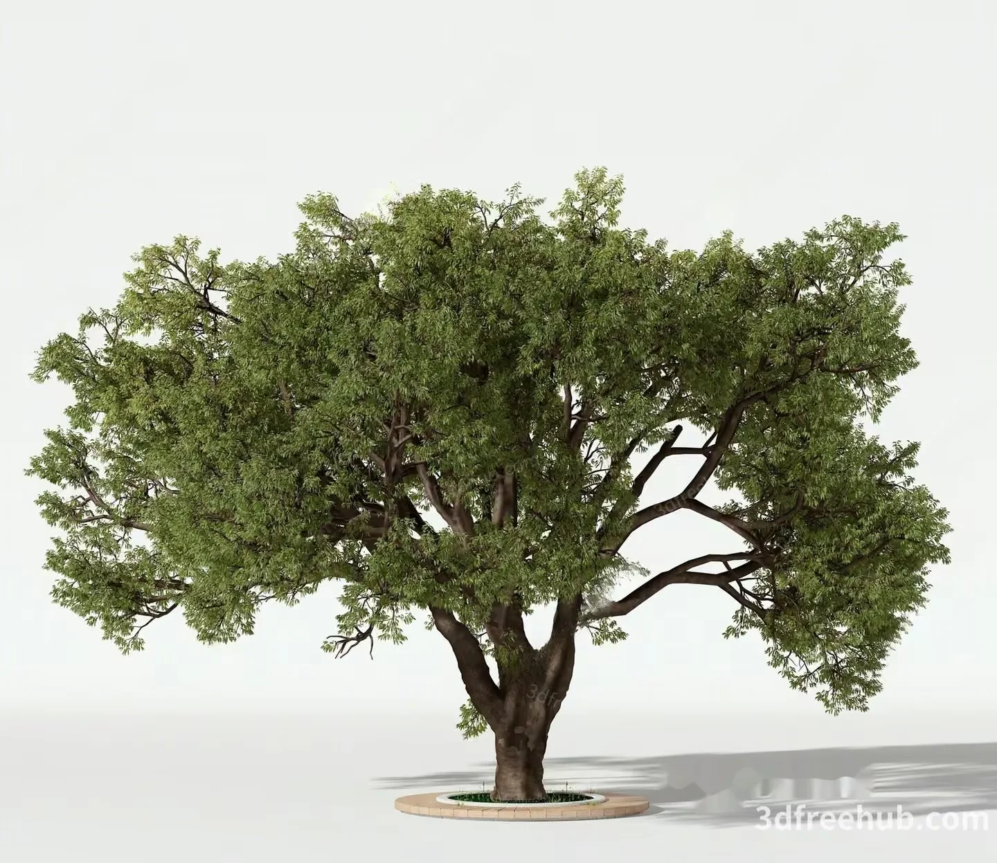 A 3D Tree Model 3D Model – 18558 – VRAY Render